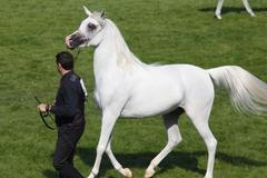 阿拉伯纯种马选美赛