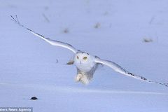 雪鹰捕食老鼠画面