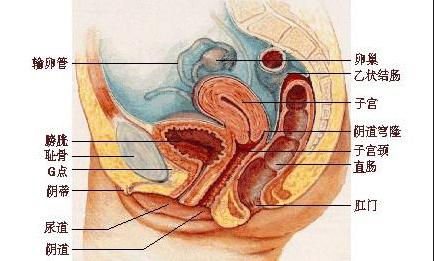 高清组图:女性生殖系统<em>解剖</em>图_亲子频道_凤凰