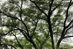 彝良千年黄葛树