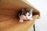 专为爱猫人士设计，在平坦的桌面下方挖掘出错综复杂的隧道和孔洞，为宠物猫营造出一个可以肆意玩乐的空间。Catable由香港零壹城市建筑事务所主持建筑师阮昊设计，在今年的米兰设计周上展出。采用整块木头制作成桌面，再以手工方式挖掘出复杂隧道，以满足猫科动物的好奇心，亦为使用者创造出一个与宠物一天工作嬉戏的场所。