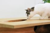 专为爱猫人士设计，在平坦的桌面下方挖掘出错综复杂的隧道和孔洞，为宠物猫营造出一个可以肆意玩乐的空间。Catable由香港零壹城市建筑事务所主持建筑师阮昊设计，在今年的米兰设计周上展出。采用整块木头制作成桌面，再以手工方式挖掘出复杂隧道，以满足猫科动物的好奇心，亦为使用者创造出一个与宠物一天工作嬉戏的场所。