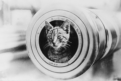 一战中的动物们