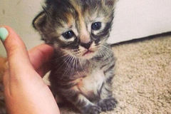 英国一忧伤小猫走红