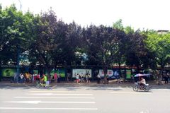 广州301公交爆燃现场被烧焦的树