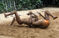 印度传统摔跤手泥地中抱摔 艰苦训练为冠军拼搏