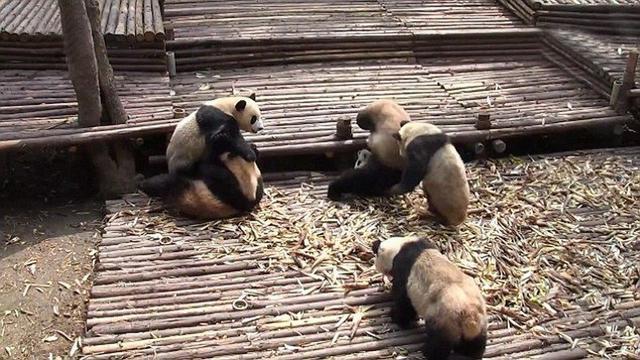 组图：摄影师拍熊猫宝宝翻滚打群架画面 不亦乐乎