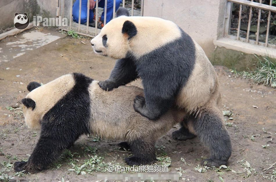 四川大熊猫自然交配时间破纪录被称“持久哥”（组图）