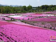 日本公园芝樱怒放