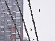合肥翡翠路边数千只麻雀集体“赏雪景”