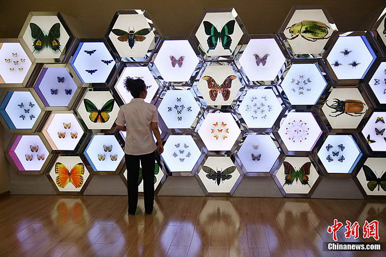 亚洲最大昆虫博物馆在都江堰