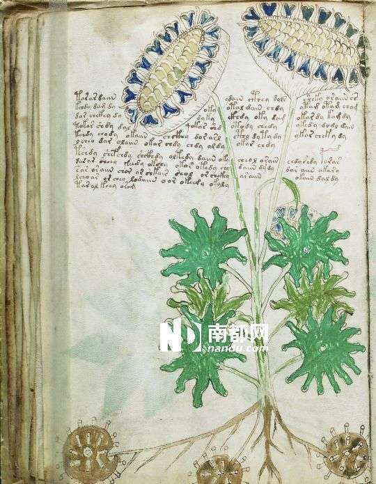 1 .伏尼契手稿的植物插图让人匪夷所思,似乎完全是凭空想象的产物。