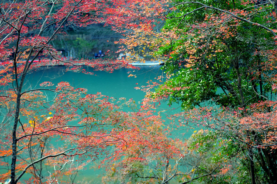 秋季红叶拂过在日本赏异国枫叶漫天飞舞_山东频道_凤凰网