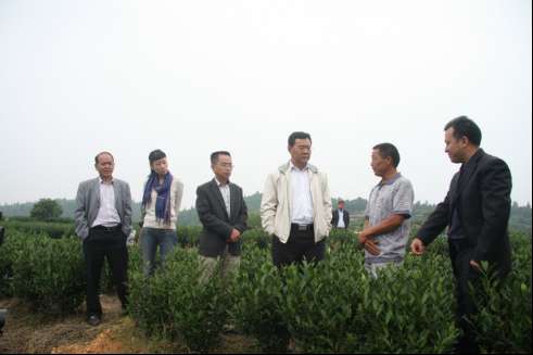 滁州农业发展协会对叶麻冬葛进行指导工作