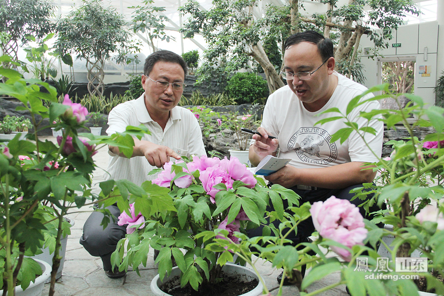 曹州牡丹园经理王汝昌（左）介绍温室牡丹的生长情况。刘念 摄