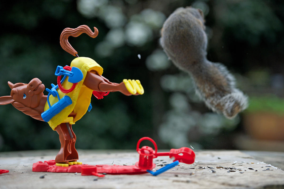 松鼠专用玩具用品 rdn_539fde4be1a59.jpg