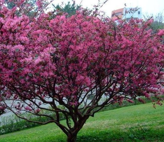白云山桃花涧赏桃花全指南 白云山桃花涧赏桃花全指南