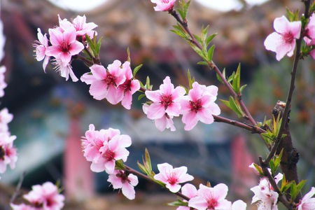 花开燕来 3月最佳踏青出游地