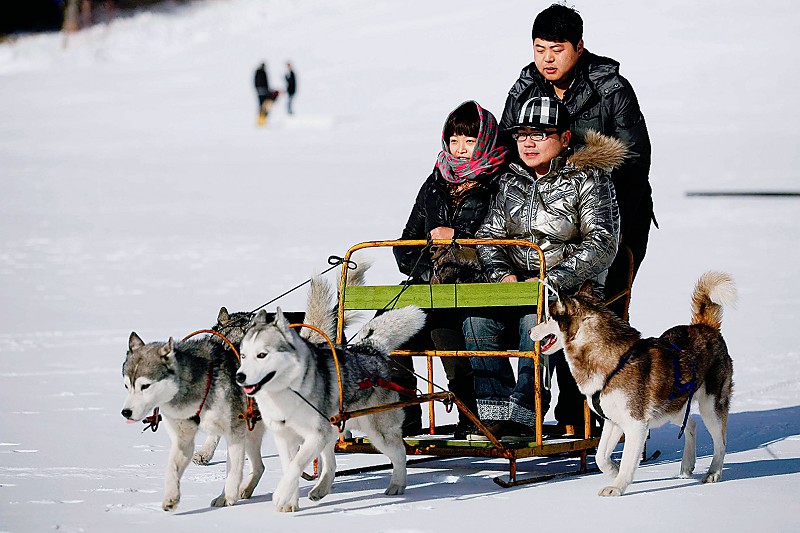 图为冰雪欢乐节上游人乘坐狗拉雪橇体验冰雪风情的情景