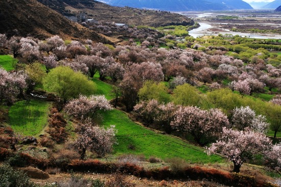 四月的林芝，桃花把这里打造的如世外桃源（图片来源：微图网）