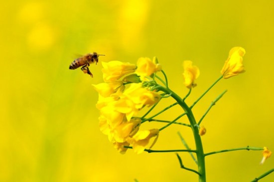 油菜花儿开，蜜蜂采蜜忙 （图片来源：微图）