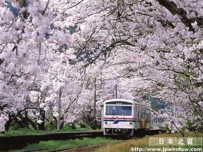 ■日本处处有樱花