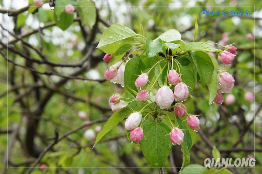 雨中赏河北怀来八棱海棠花(多图)