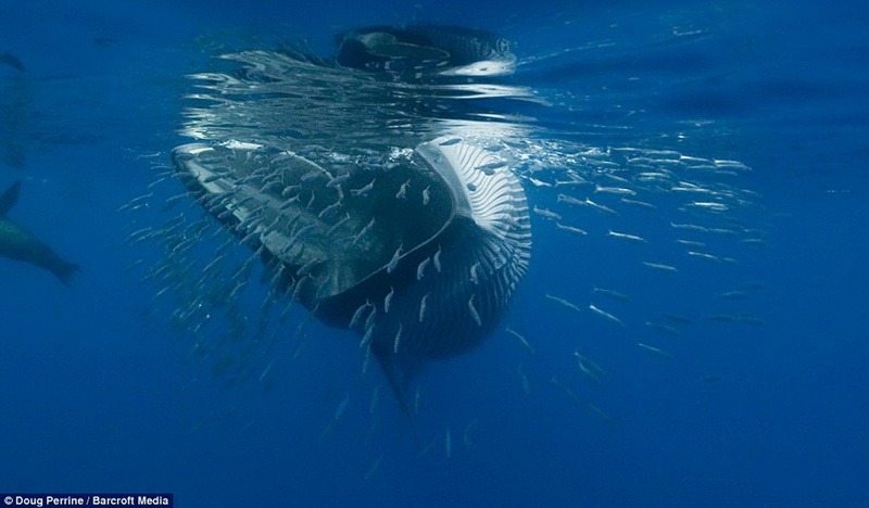摄影师近距离拍巨鲸捕食鱼群奇景