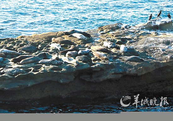 拉何娜小镇：岩石上的海狮