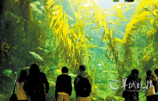 拉何娜桦木水族馆：海藻森林