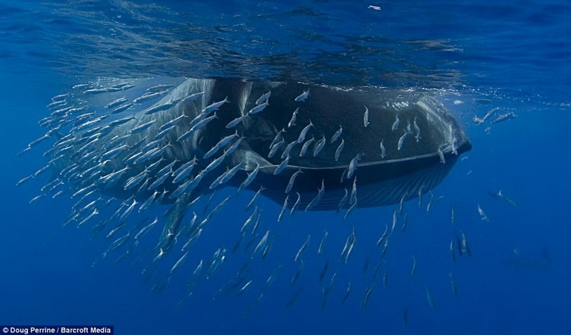 摄影师近距离拍巨鲸捕食鱼群奇景