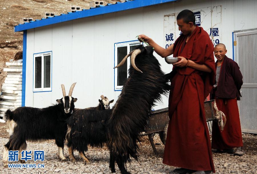4月18日，小僧人尕玛丹增（前）在教室外喂养牧民家的羊。新华社记者 王博 摄