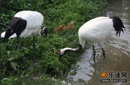 威海西霞口神雕 野生动物园景区门票