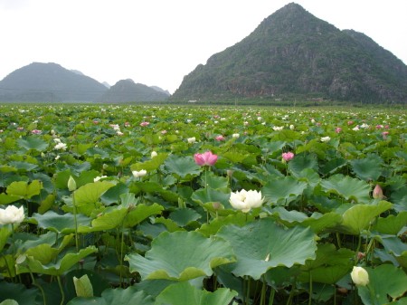 云南普者黑美丽荷花年年开 美丽荷花代代传(图)