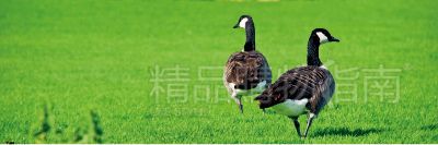 野鸭们在草地上悠闲地踱步，如入无人之境。