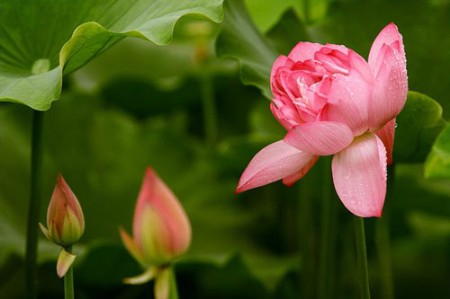 追逐映日荷花 成都夏日赏荷六大好去处