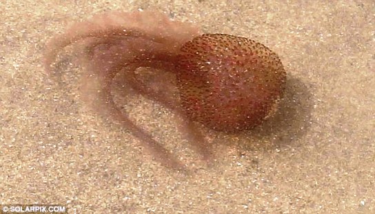 这种水母身体呈紫褐色，触手可伸至3米外