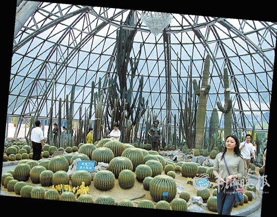 深圳仙湖植物园：沙漠植物区