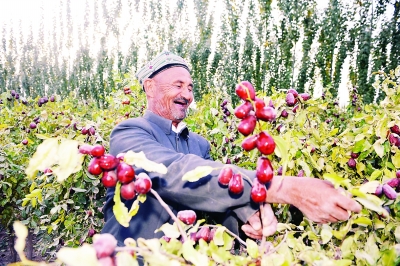 17日，在新疆柯坪县玉尔其乡玉拉拉村，维吾尔族农民马哈木麦提·托乎提在查看红枣长势。日前，柯坪县2.8万亩红枣已进入成熟期。