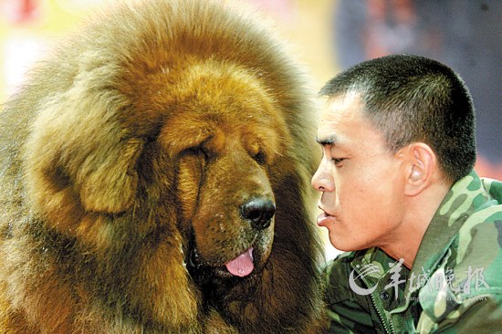 藏獒的天价时代