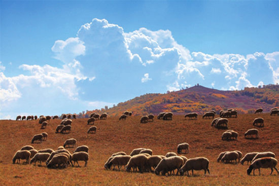 风吹草低见牛羊的草原景色。