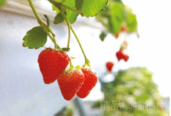 科技园内40个大棚中30个都种植了草莓，包括皇家御用等多个国内最新品种都有大量种植。