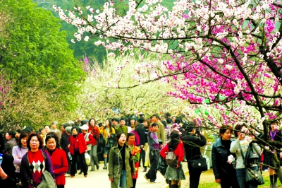 东湖梅园梅花盛放 大东湖旅游年票热卖