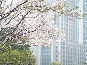 赏樱好时节到来 上海樱花完全地图