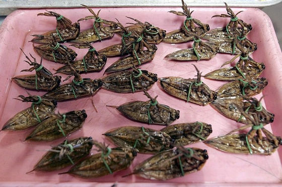 　　泰国的炸水甲虫。