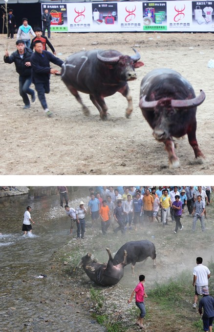 "现场有来自亚洲其他国家游客好奇的问道:"水牯牛在亚洲国家普遍都有