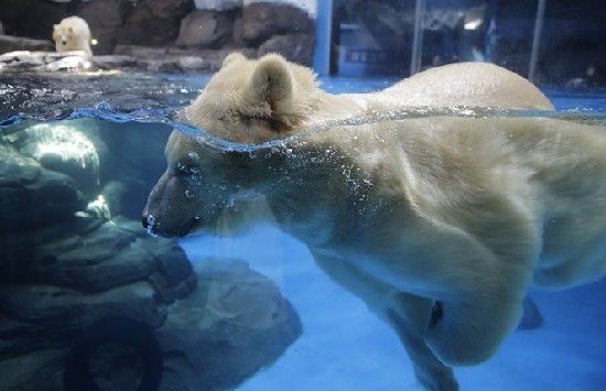 武汉极地海洋世界北极熊自创健康操减肥