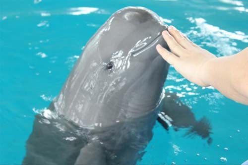 武汉极地“屌丝求爱”意味深 再掀护豚热潮_旅游频道_凤凰网