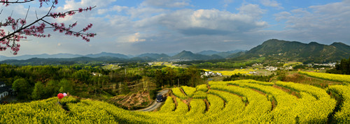 赏花点:三口镇,焦村镇,永丰乡