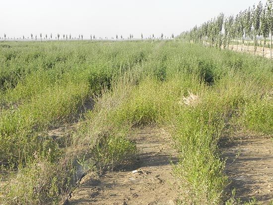 三年绿化攻坚 建设宜居家园